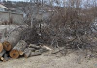 Очередной спил деревьев в Кисловодске
