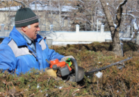 В Кисловодске проходят работы по обрезке и кронированию деревьев