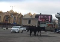 В центре Кисловодска — лошади
