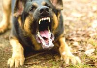 Кисловодчане жалуются на агрессивных собак