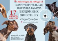 Выставка-раздача бездомных животных пройдет в Кисловодске