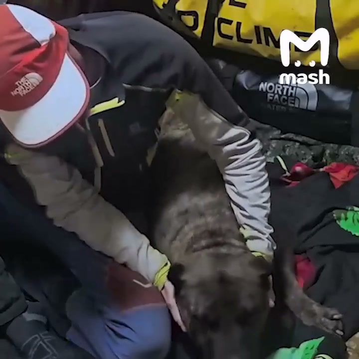 Альпинист спас кане-корсо, которого привязали и бросили умирать в заброшенном доме на окраине Минвод