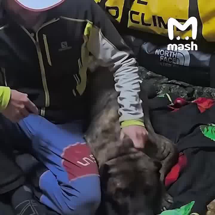 Альпинист нашёл и спас собаку, которую привязали и оставили умирать в заброшенном доме на окраине МинВод. Объявляем его героем дня.