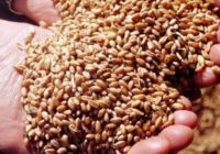 Предприятием нарушены требования Технического регламента «О безопасности зерна»