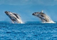 Tourboss приглашает 28 сентября на фестиваль китов