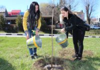 На аллеях Славы к весне планируется высадить 200 деревьев